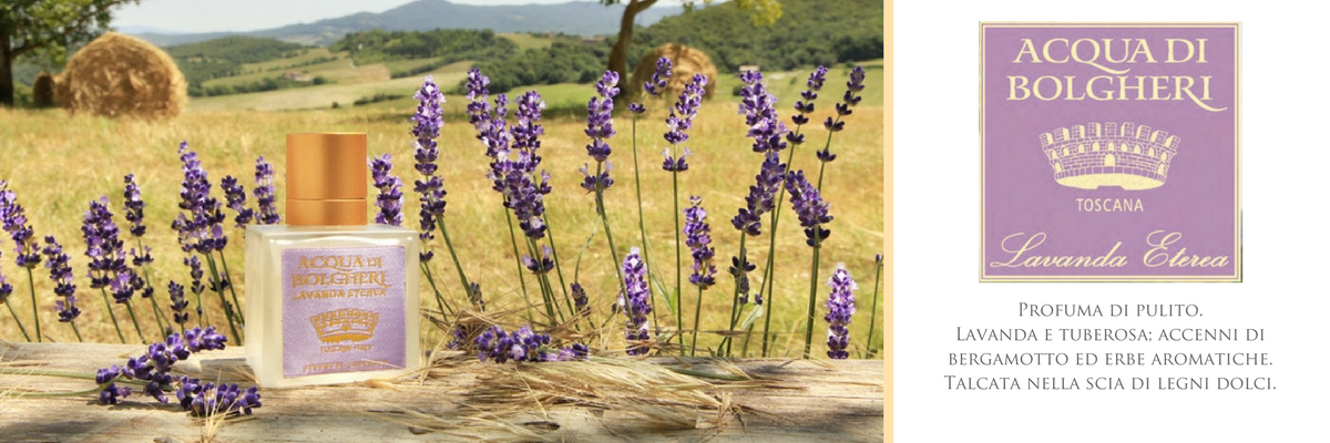 lavanda